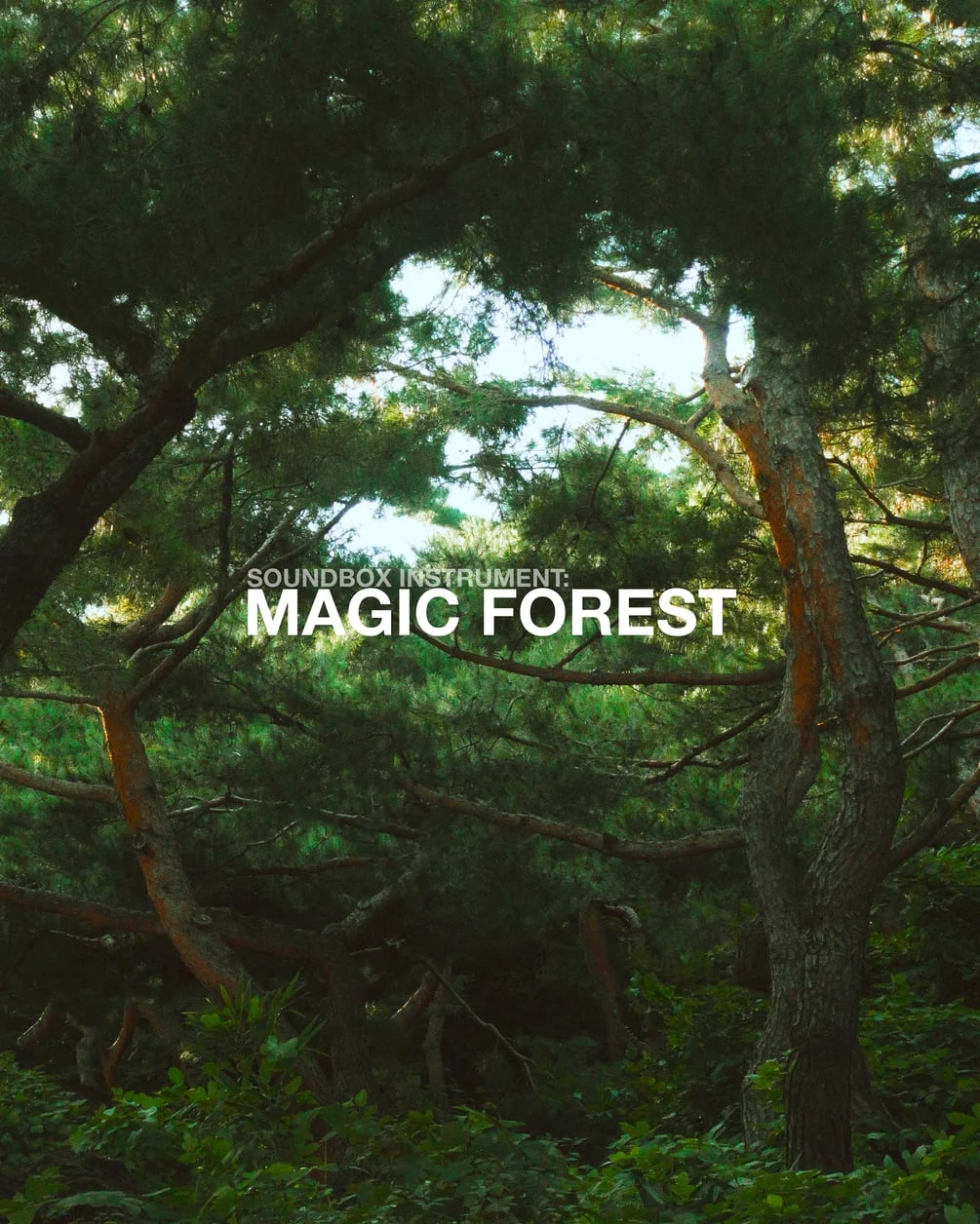 Magic Forest by TAETRO artwork